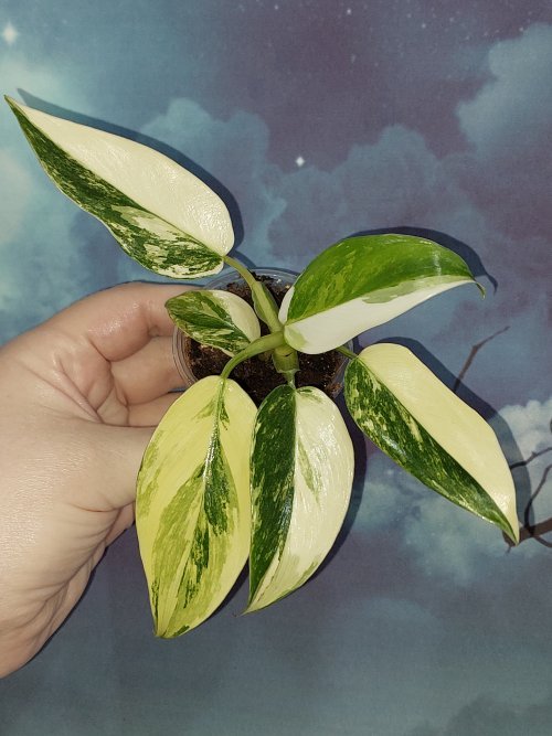 Philodendron Yellow Princess tricolour