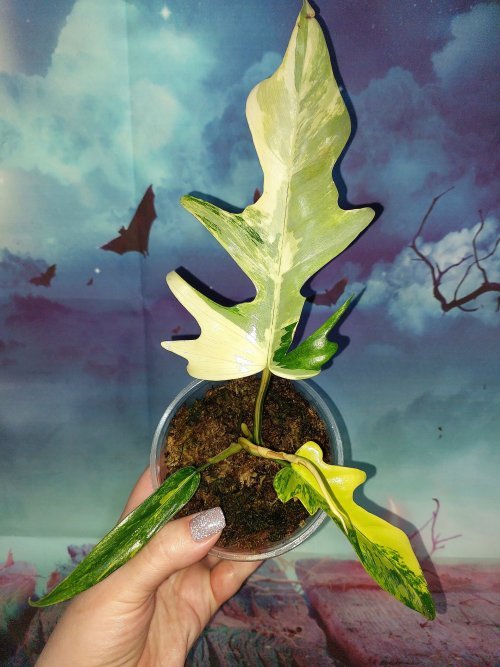 Philodendron Florida × Tortum hybrid