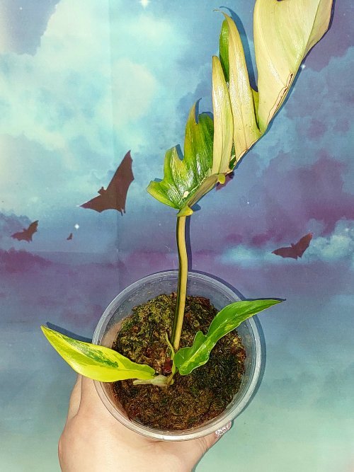 Philodendron Florida × Tortum hybrid