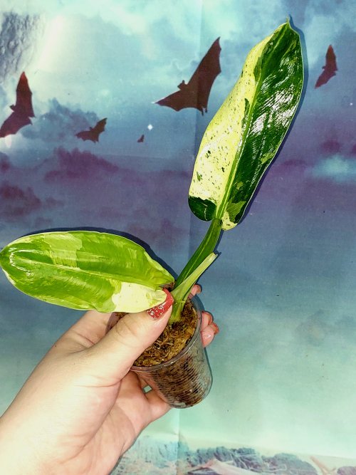 Philodendron Orlando