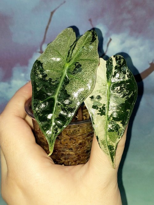 Alocasia Amazonica Pink variegated