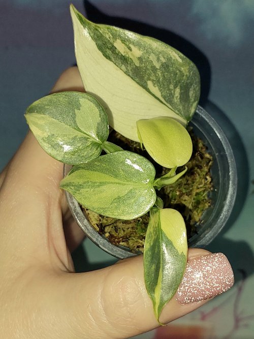 Philodendron hastatum Silver Sword variegata
