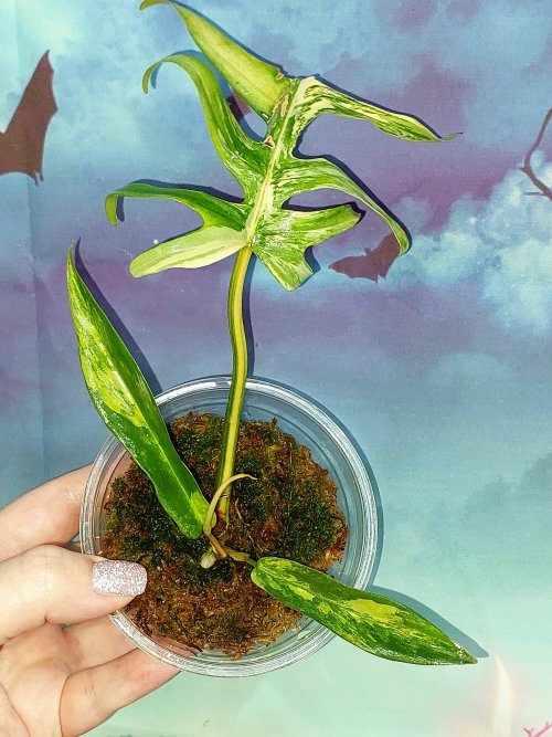 Philodendron Florida × Tortum hybrid
