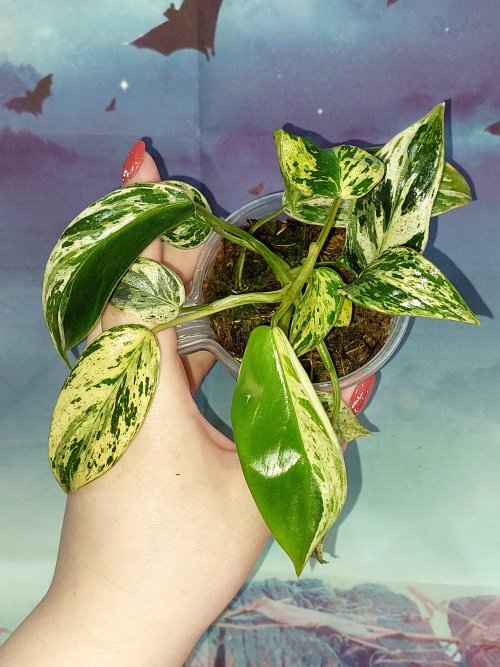 Philodendron Emerald Queen Marble