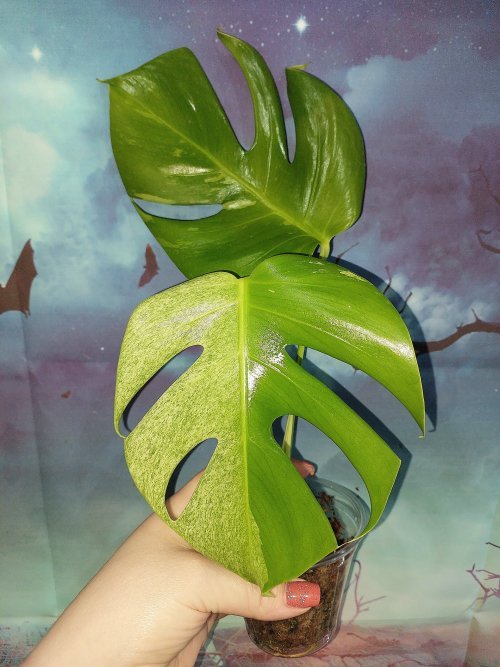 Monstera Mint