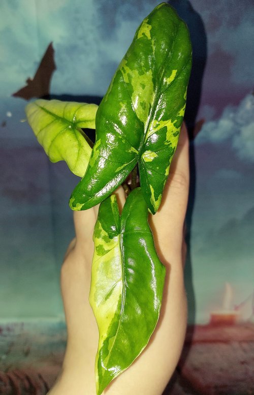 Alocasia Corazon Variegated
