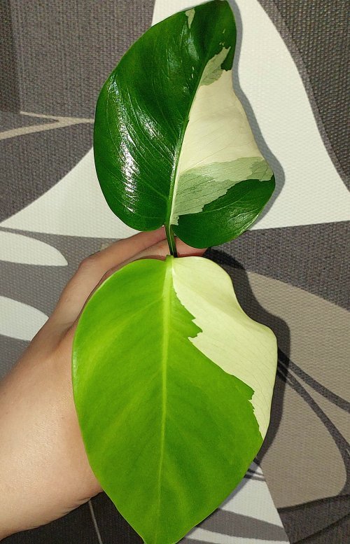 Monstera Mint