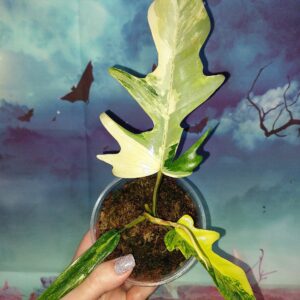 Philodendron Florida × Tortum hybrid