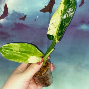 Philodendron Orlando