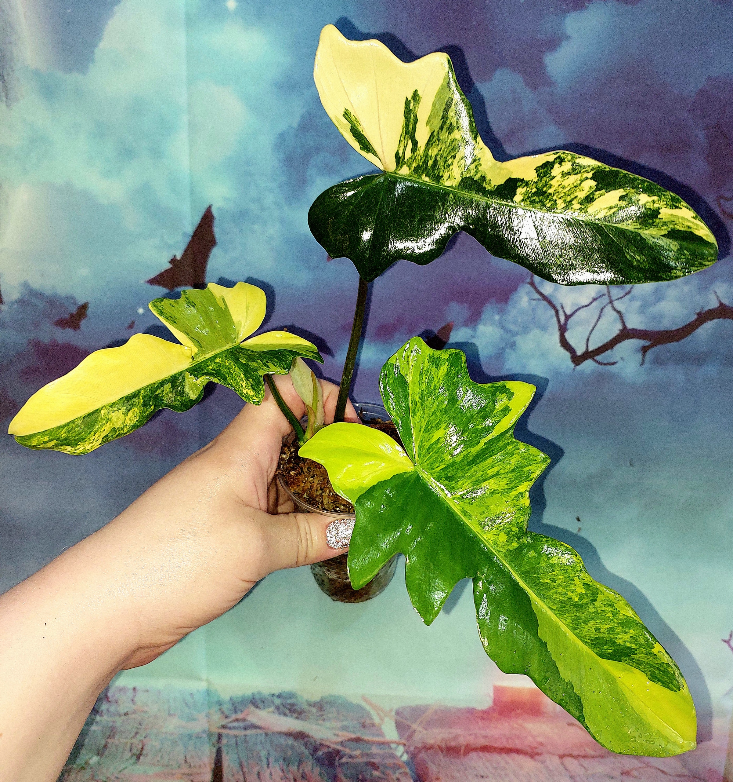 Philodendron Florida x Mayoi variegated