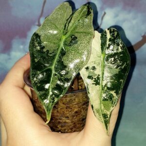 Alocasia Amazonica Pink variegated