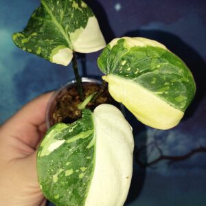 Philodendron Gloriosum Tricolor