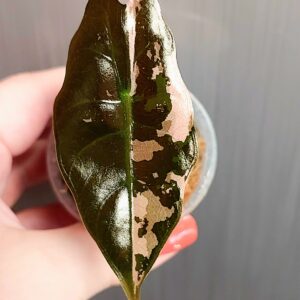 Alocasia Chantrieri variegated