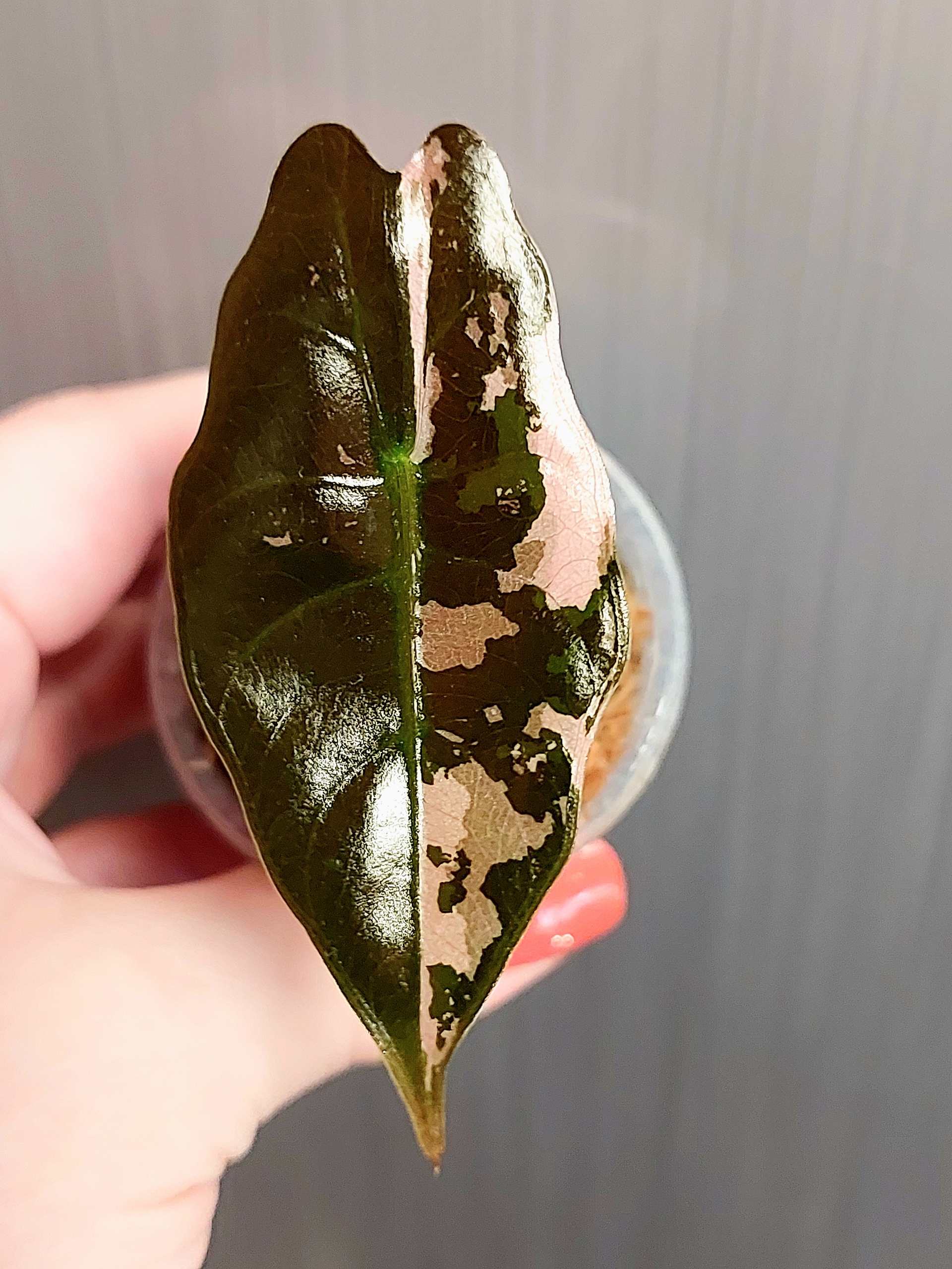 Alocasia Chantrieri variegated