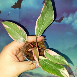 Philodendron Pink Princess Mutation