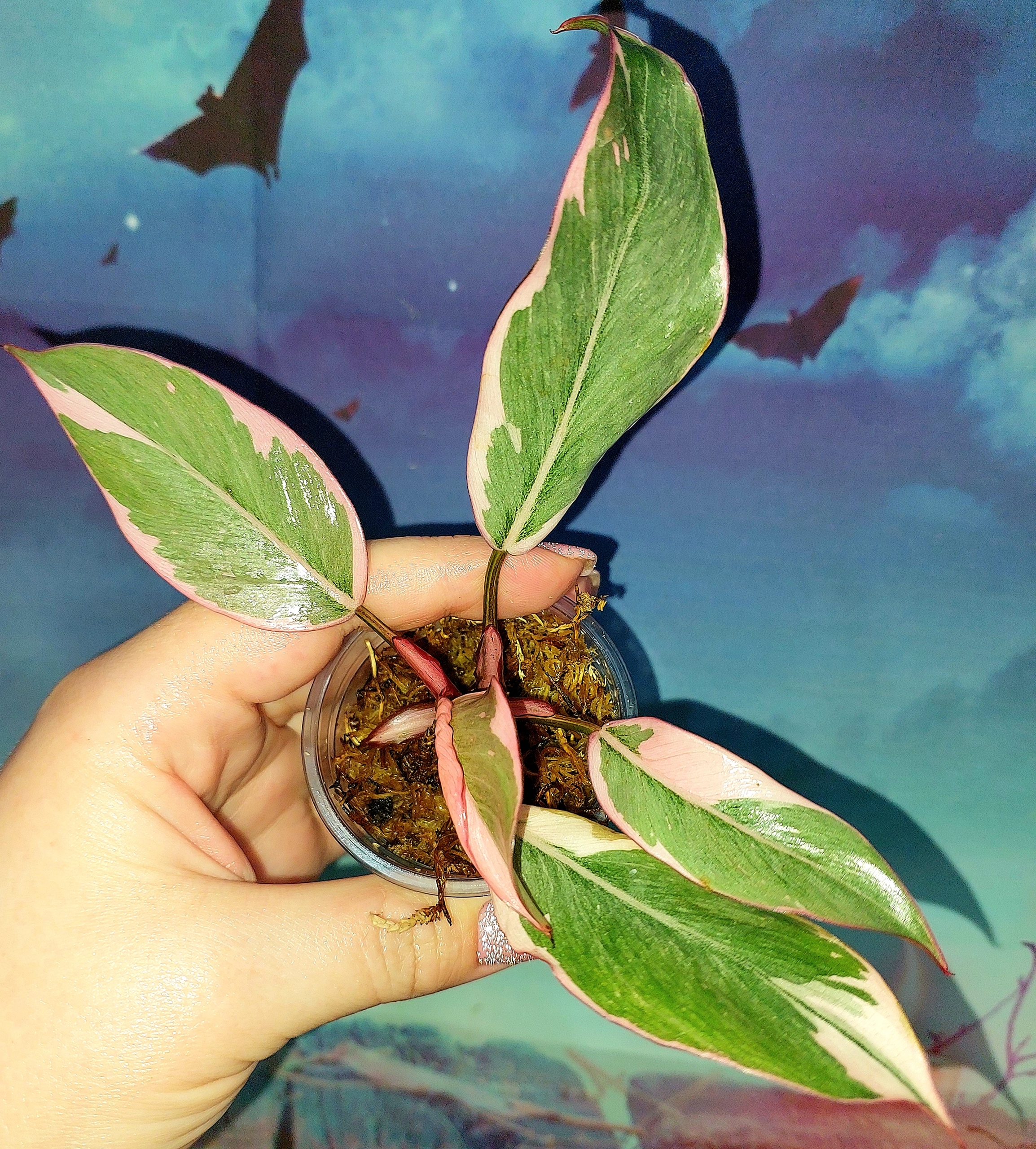 Philodendron Pink Princess Mutation