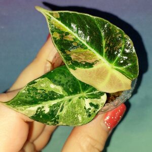 Alocasia Black Velvet Pink Variegata