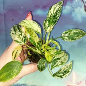 Philodendron Emerald Queen Marble