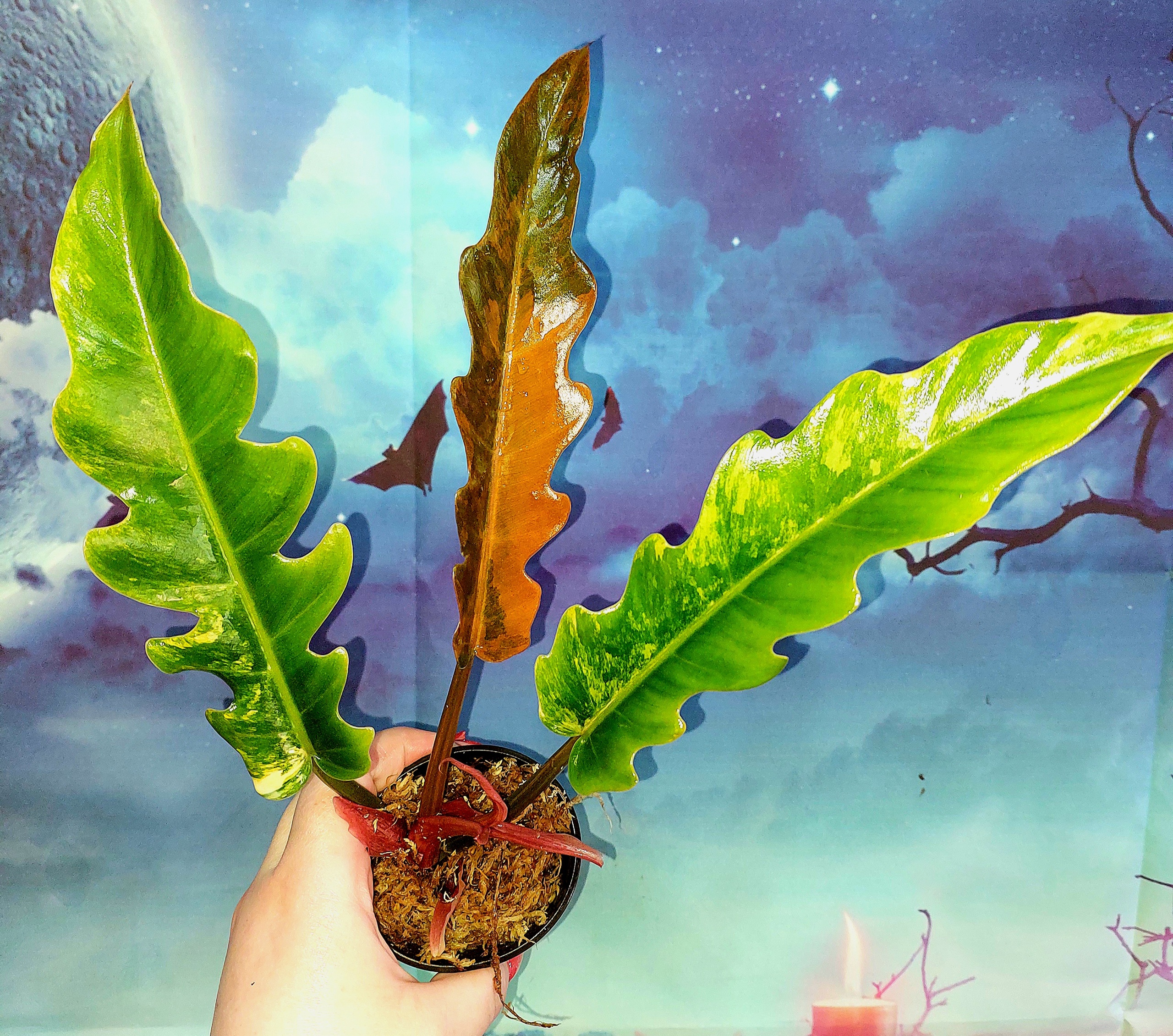 Philodendron Caramel Marble