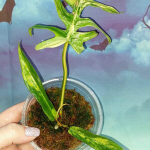Philodendron Florida × Tortum hybrid