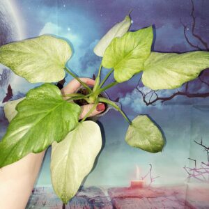 Philodendron Warszewiczii Mint