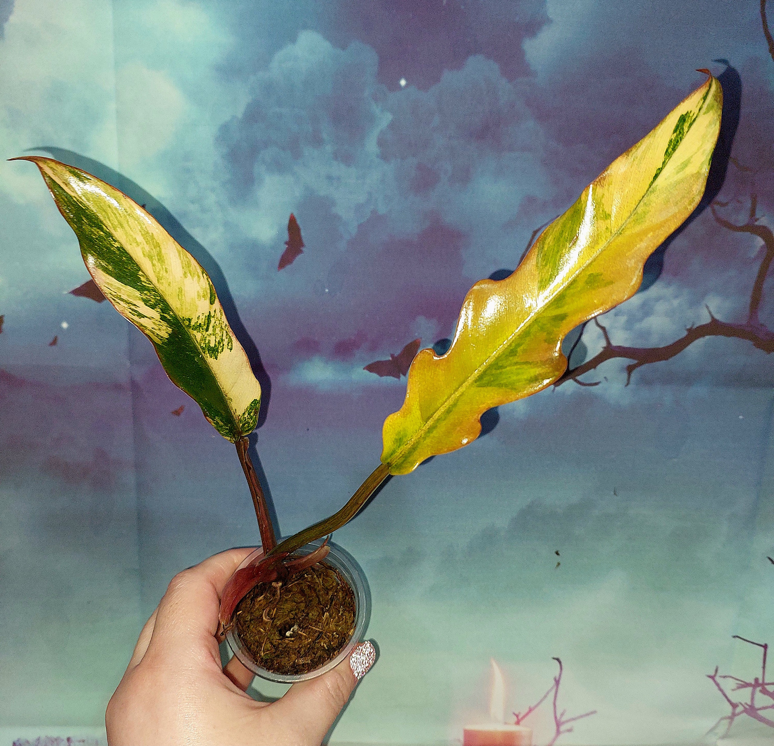 Philodendron Caramel Marble