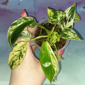 Philodendron Emerald Queen Marble