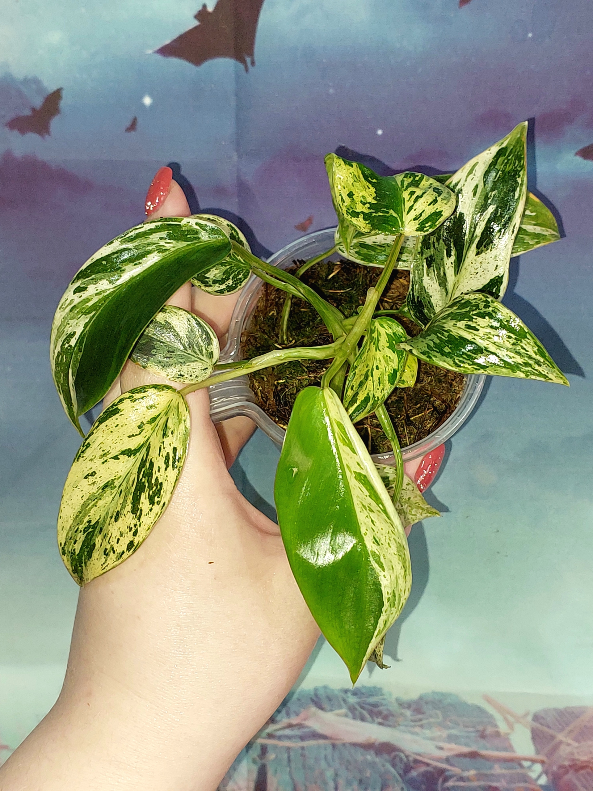 Philodendron Emerald Queen Marble