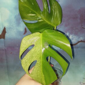 Monstera Mint