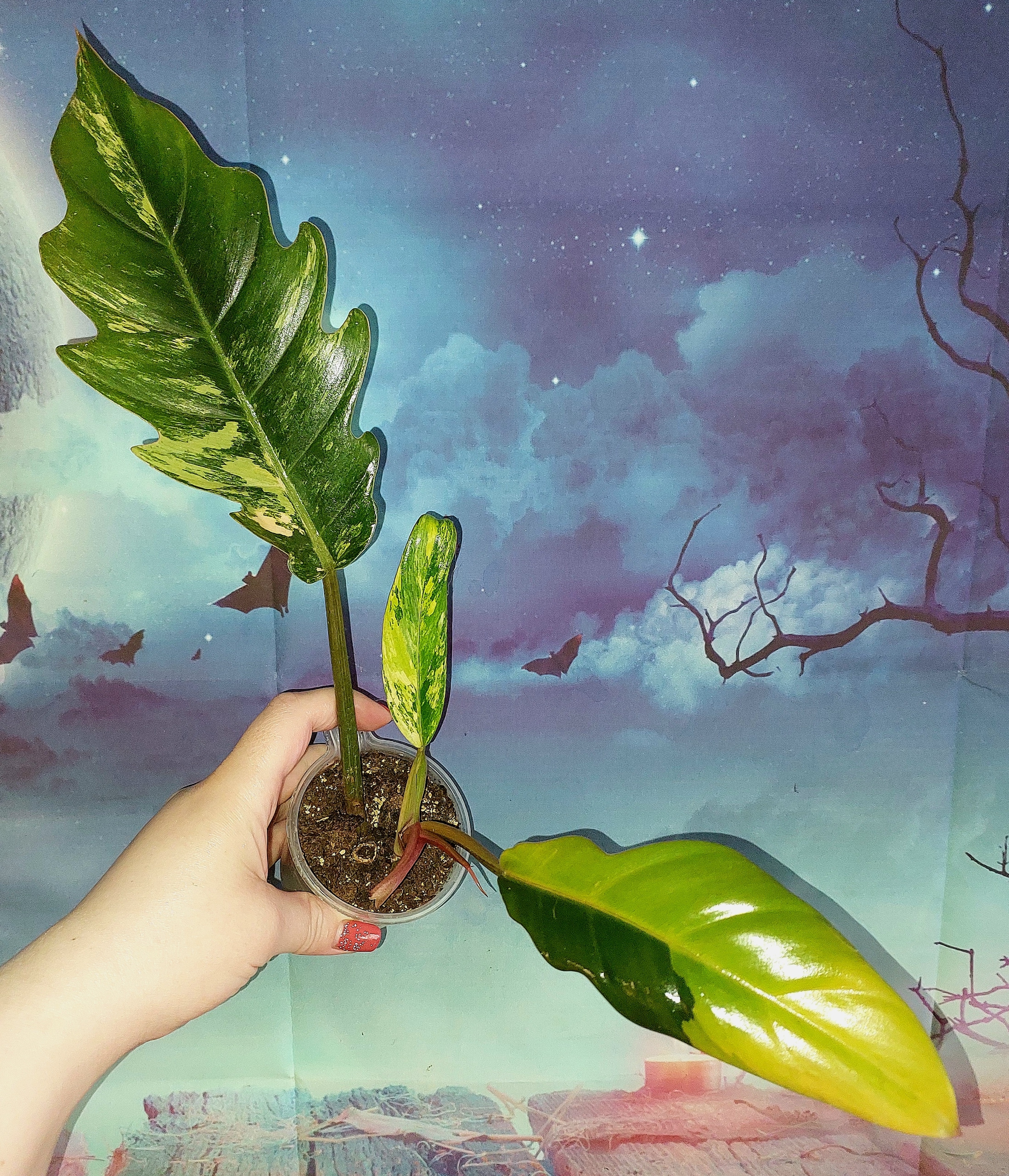 Philodendron Caramel Marble