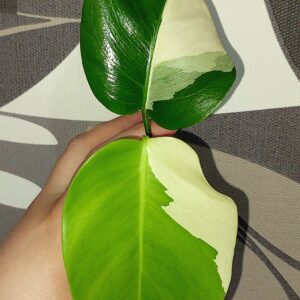 Monstera Mint