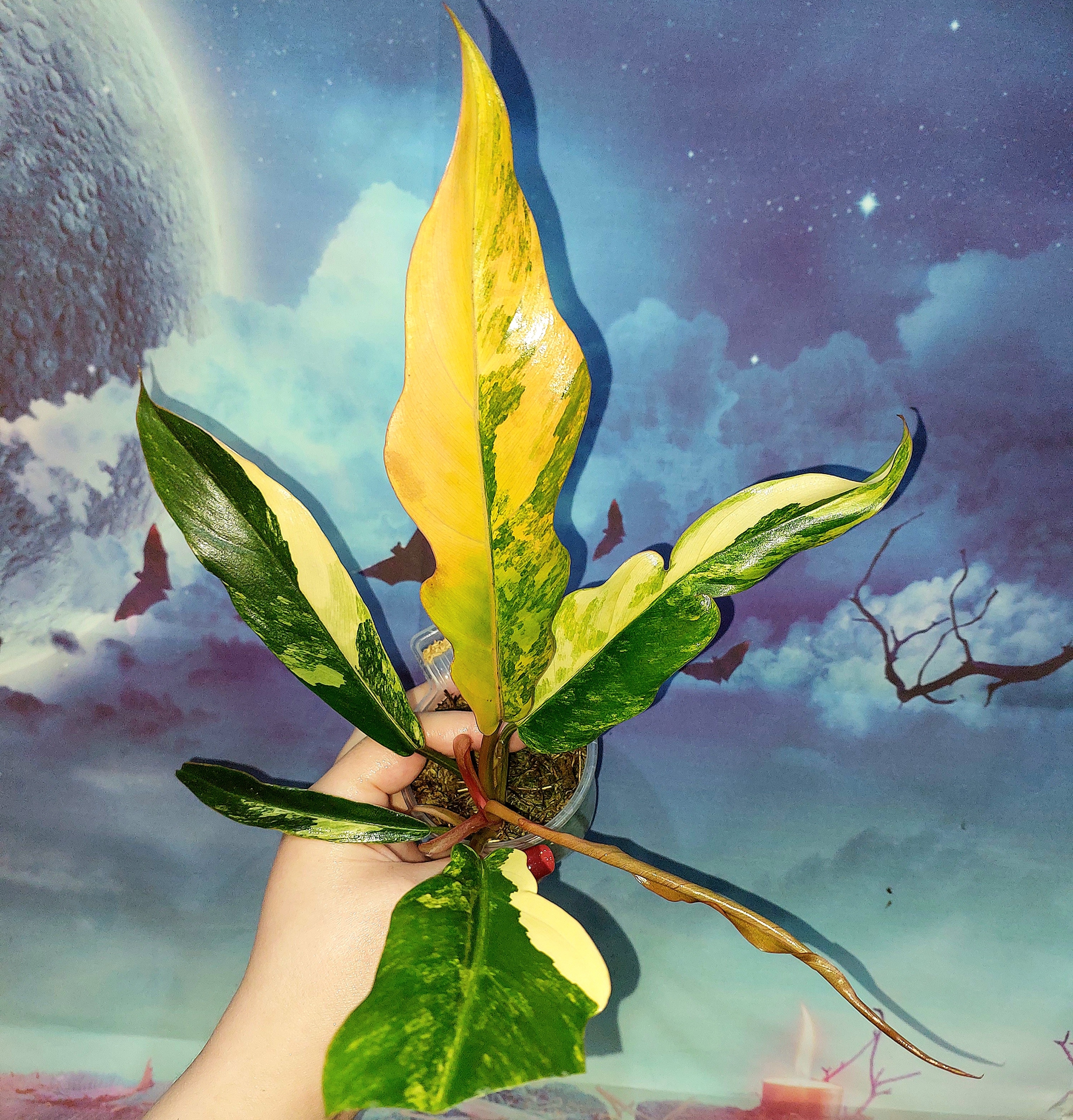 Philodendron Gloriosum Tricolor