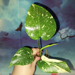 Monstera Thai Constellation