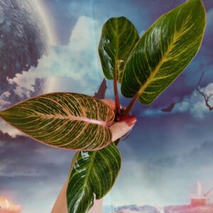 Philodendron Pink Birkin