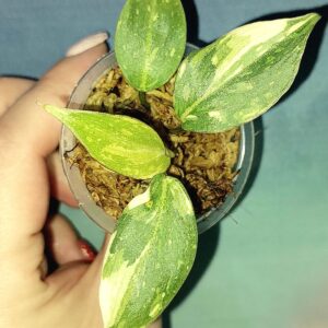 Philodendron Gloriosum Tricolor