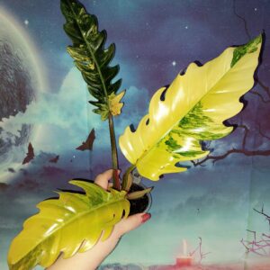 Philodendron Gloriosum Tricolor