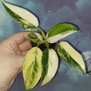 Philodendron Yellow Princess tricolour