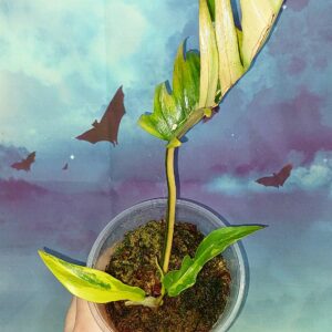 Philodendron Florida × Tortum hybrid