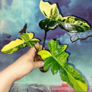 Philodendron Florida x Mayoi variegated