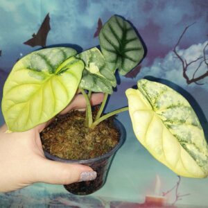 Alocasia Silver Dragon Aurea