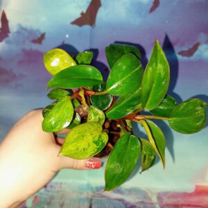 Philodendron Congo Red Dwarf Mint Variegated