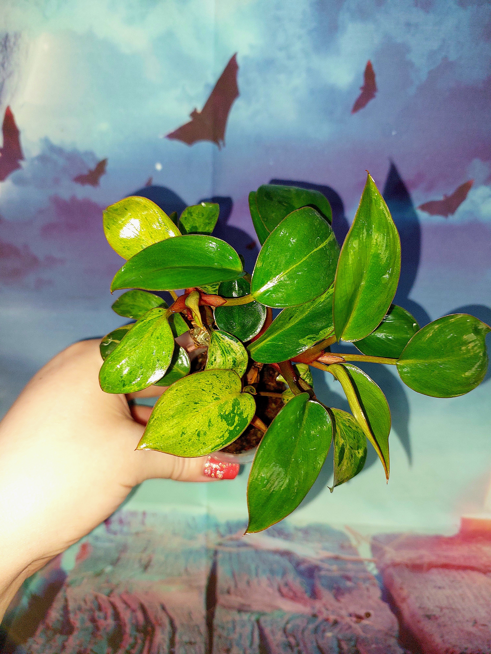 Philodendron Congo Red Dwarf Mint Variegated