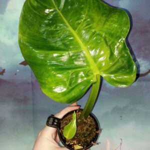 Philodendron Imperial Yellow Flame