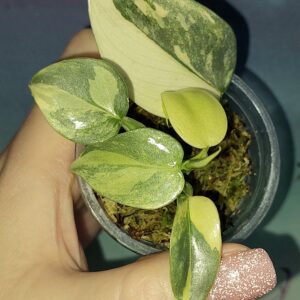 Philodendron hastatum Silver Sword variegata