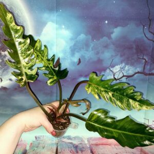 Philodendron Caramel Marble
