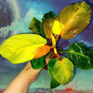 Philodendron Imperial Yellow Flame