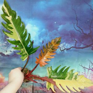 Philodendron Caramel Marble