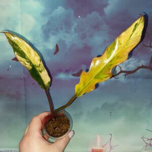 Philodendron Caramel Marble