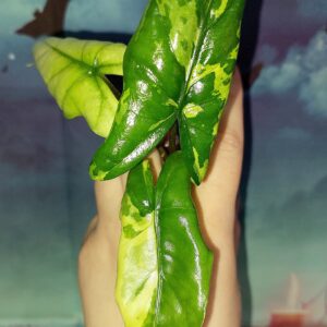 Alocasia Corazon Variegated