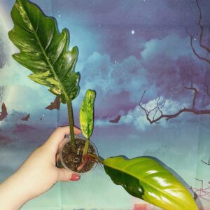 Philodendron Caramel Marble